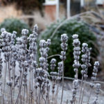 Winter Landscaping Ideas with Beautiful Cold-Weather Plants and Flowers