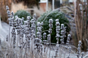 winter flowers in the snow