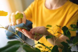 A Woman or a Girl with a Damp Cloth in Her Hands Wipes and Cleans a Houseplant from dust, at home. The Gardener or Housekeeper Takes care of the Ficus Leaves. The concept of caring for flowers, cleaning the space in the house, real life.