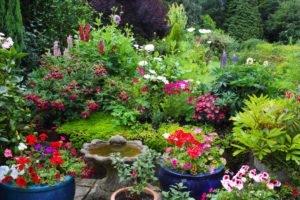 beautiful flower garden